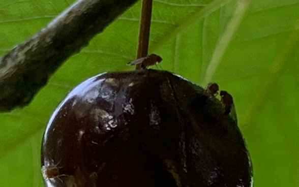 Teaser Kirschessigfliege
